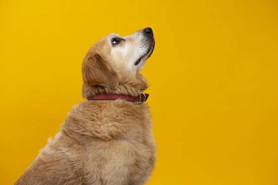 女猪男狗在一起好不好呀(探讨星座是否影响爱情)