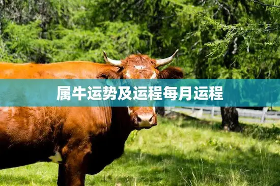 属牛运势及运程每月运程(2023年12星座运势大揭秘)