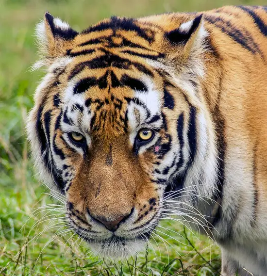 属虎的人今年财运怎么样(2023年财运大盘点)