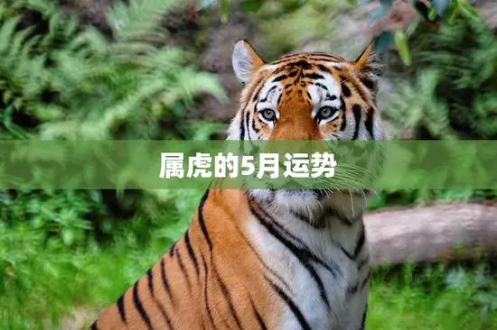 属虎的5月运势(财运亨通事业顺利感情稳定)