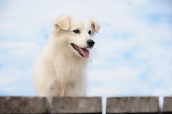 属狗今日财运方向与位置(如何提升财运)