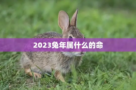 2023兔年属什么的命(你的命运将如何)