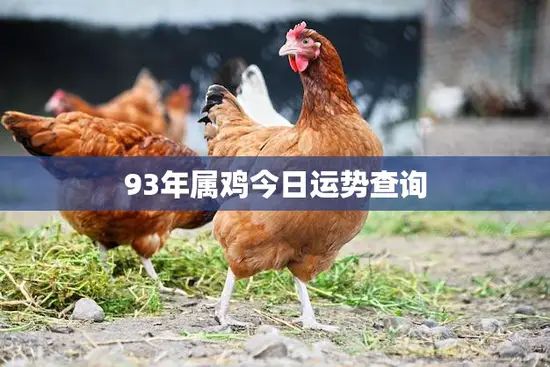 93年属鸡今日运势查询(幸运之星高照财运亨通)