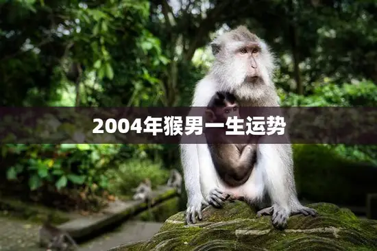 2004年猴男一生运势(未来可期财富与爱情齐飞)