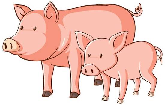 属猪一生最大克星是什么(揭秘猪年人的宿命)