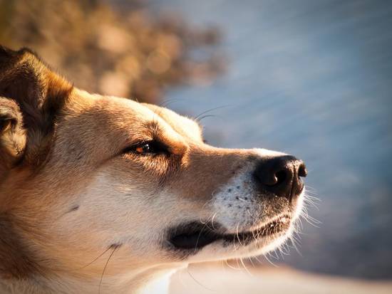 生肖狗2023年生肖运势(狗年大展宏图财运亨通)