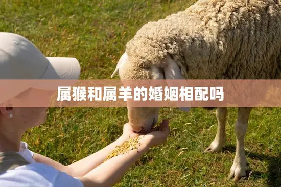 属猴和属羊的婚姻相配吗(解析属相配对的秘密)