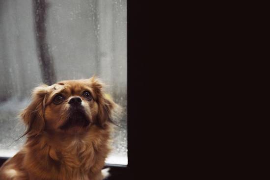 属狗一生运势及运程详解(狗年狗命运势如何)