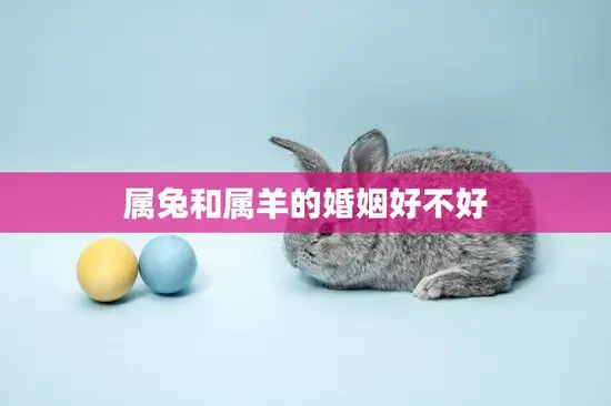 属兔和属羊的婚姻好不好(如何避免性格冲突)
