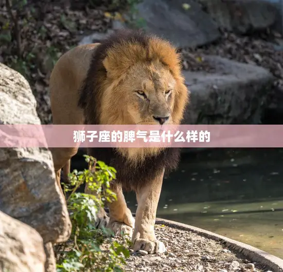 狮子座的脾气是什么样的(探秘热情洋溢还是火爆暴躁)