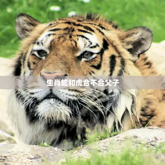 生肖蛇和虎合不合父子(如何相处)