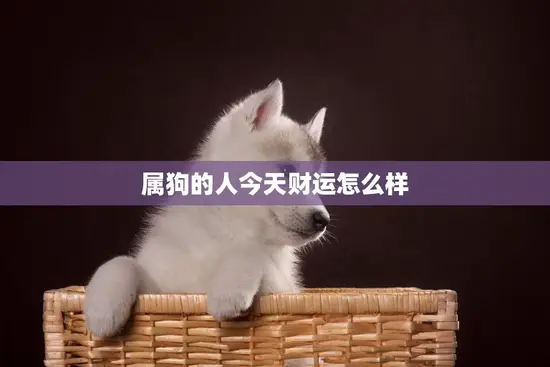 属狗的人今天财运怎么样(财神爷眷顾财源滚滚来)