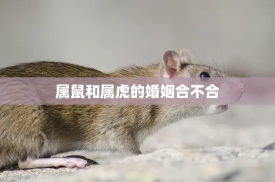 属鼠和属虎的婚姻合不合(如何避免婚姻矛盾)