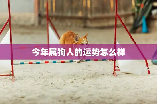 今年属狗人的运势怎么样(狗年大展宏图财运亨通)