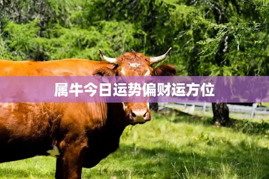 属牛今日运势偏财运方位(财富方位大揭秘)