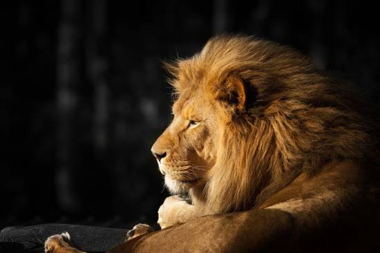 狮子座2023年的运势(荣耀与挑战并存)