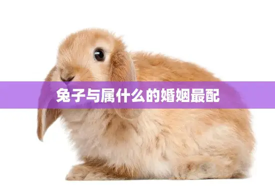 兔子与属什么的婚姻最配(如何选择最佳配偶)