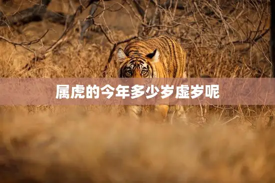 属虎的今年多少岁虚岁呢(解密属虎人的年龄计算方法)