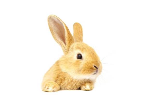 兔年本命年的大忌卜易居(如何避免厄运)