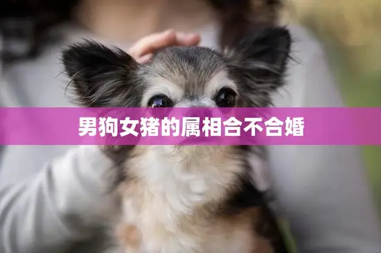 男狗女猪的属相合不合婚(如何看待这种组合)