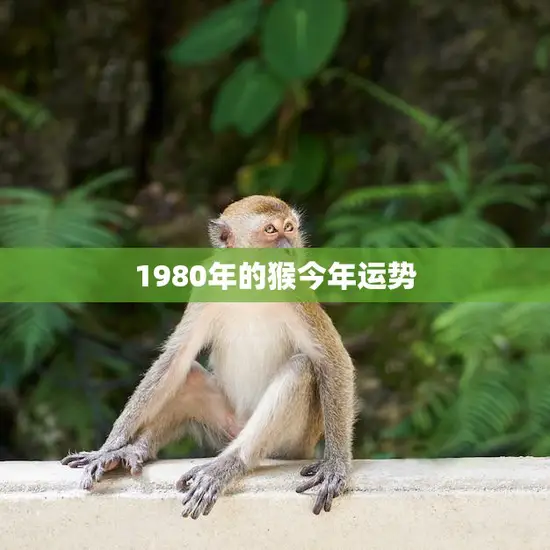 1980年的猴今年运势(猴年大吉财运亨通)