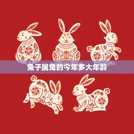 兔子属兔的今年多大年龄(解密兔子年龄计算方法)