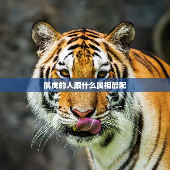 属虎的人跟什么属相最配(最佳配对属相大揭秘)