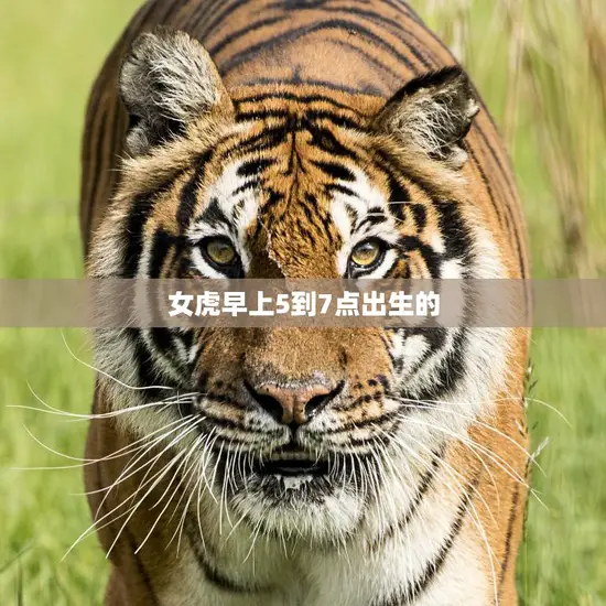 女虎早上5到7点出生的(神秘性格揭秘)