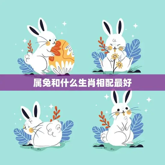 属兔和什么生肖相配最好(如何选择最佳配偶)