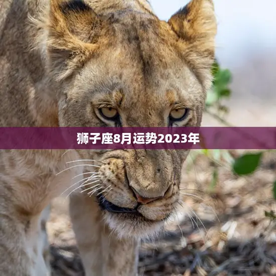 狮子座8月运势2023年(狮子座将迎来事业上的大突破)