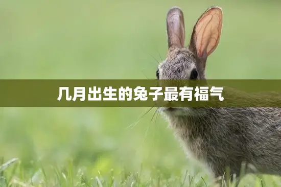 几月出生的兔子最有福气(兔年生肖解析)
