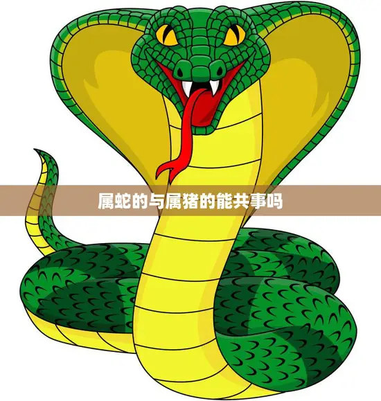 属蛇的与属猪的能共事吗(解密十二生肖中的合作关系)