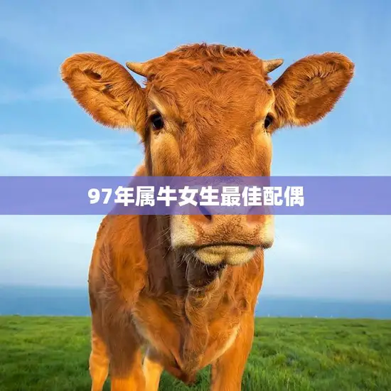 97年属牛女生最佳配偶(如何选择)