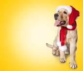 93年属狗的最佳婚配表(找到最适合你的另一半)