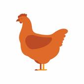 属鸡的60多岁哪年出生(揭秘属鸡人的命运轨迹)