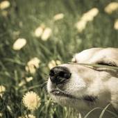 70年属狗53岁有一灾(如何化解)