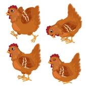 属鸡人干什么一碰就发财(揭秘属鸡人的财运秘诀)