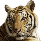 86年属虎二婚幸福吗男(如何避免婚姻陷阱)