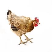 2023年属鸡人的一劫(如何化解)