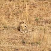 狮子座女生对于感情的态度(热情奔放但不轻易妥协)