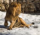 狮子座男生爱一个人的表现(如何看出狮子座男生的爱情真心)