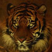 25岁属虎今年运势如何(探究事业顺利财运亨情稳定)