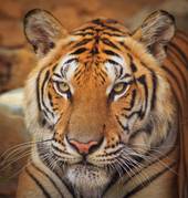 1986年的虎婚姻运势(顺风顺水幸福)