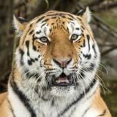 1998年男属虎的婚姻(如何避免婚姻危机)