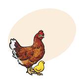 81年属鸡婚姻运势如何(解析婚姻稳定需注意沟通和信任)