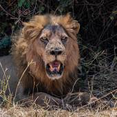 狮子男射手女谁聪明一点(星座大揭秘)