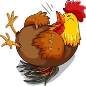 1969生肖鸡今日运势(好运连连财源滚滚)