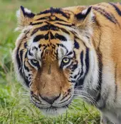 属虎女人今日财运走势解析：2月9日财富指南