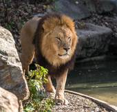 狮子和射手合得来吗知乎(星座专家揭秘两者相处秘诀)