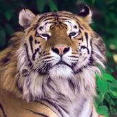 属虎的今年虚多大岁数(如何计算)